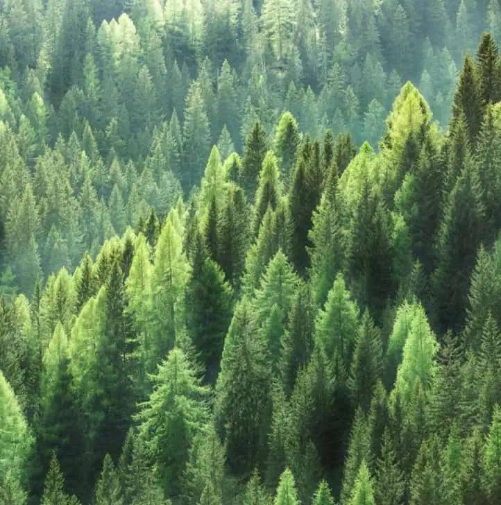 BICO Nachhaltigkeit regionale Rohstoffe Schweizer Wälder